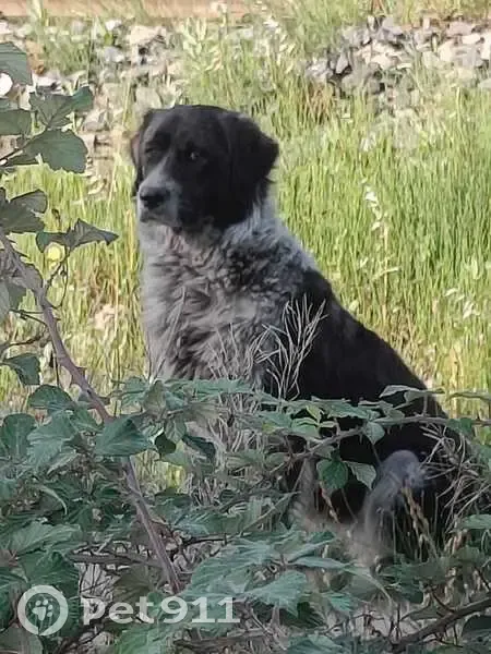 Chien errant près de la voie ferrée - photo