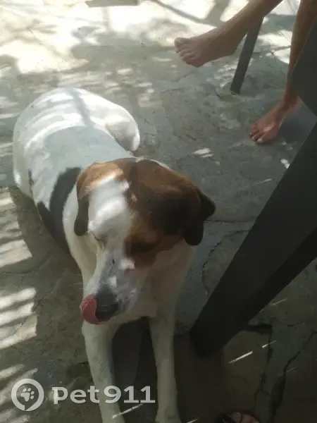 Chienne bicolore trouvée au village - photo