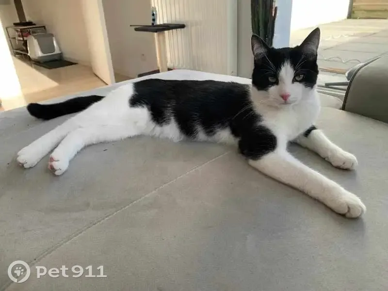 Chat noir et blanc perdu à Nantes - photo