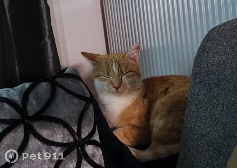 Chat Fanfan perdu à Fréjus - photo
