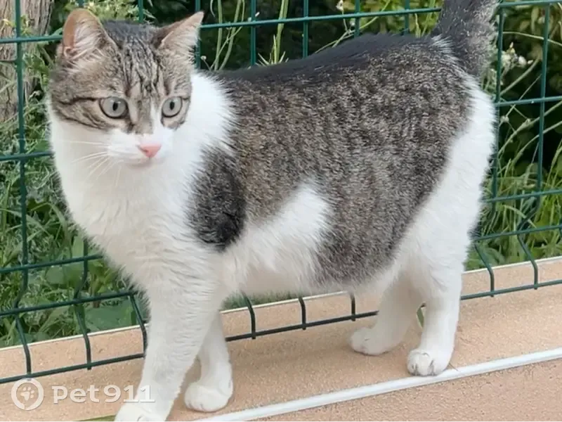 Avis de recherche: Chat Dyzen perdu - photo