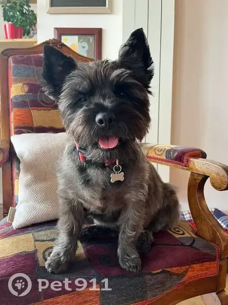 Avis de recherche: Nouk, Cairn - photo