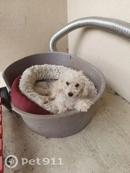 Caniche nommé Belle trouvé - photo