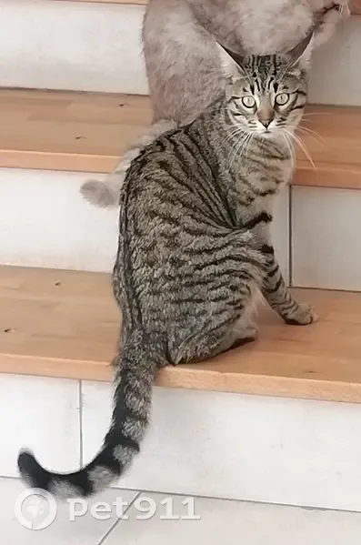 Miyu, chat perdu depuis 20 juin - photo