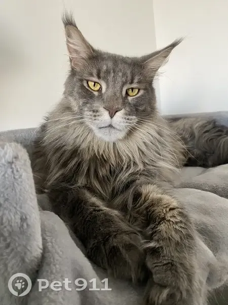 Chat Main Coon gris perdu à Oullins - photo