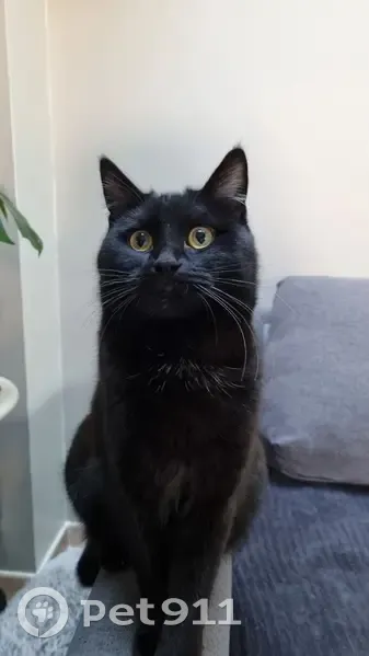 Chat Onyx disparu près de Gérardmer - photo