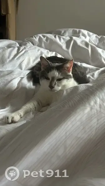 Chat gris/blanc, oreille coupée, perdu - photo