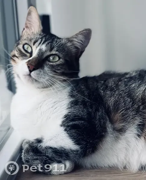 Chat Lucky perdu à Bordeaux - photo