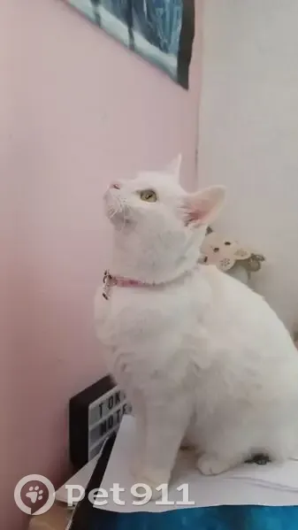 Chatte blanche perdue, Clermont - photo