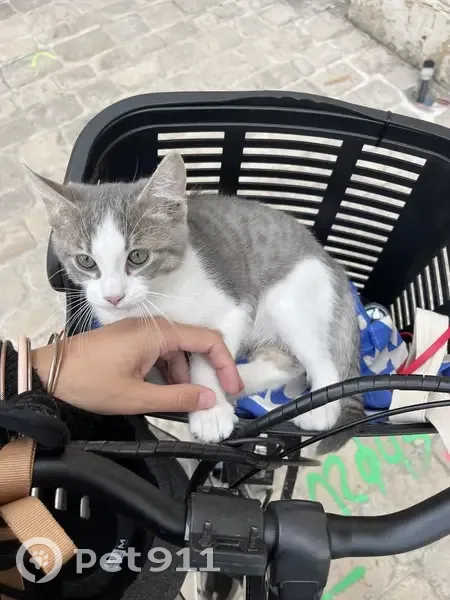 Chaton trouvé près de la vinothèque - photo