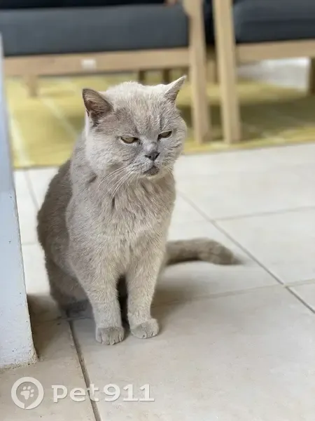 Chatte British trouvée à Cannes - photo