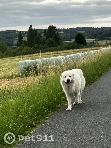 Chien Pyrénéen blanc trouvé - photo