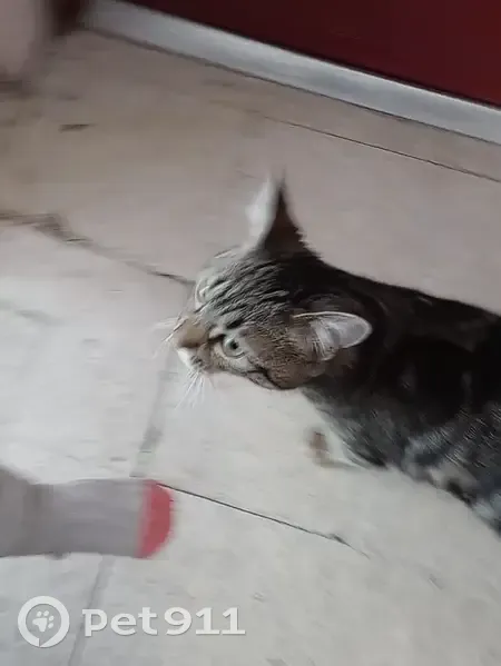 Chatte svelte trouvée au 15e - photo