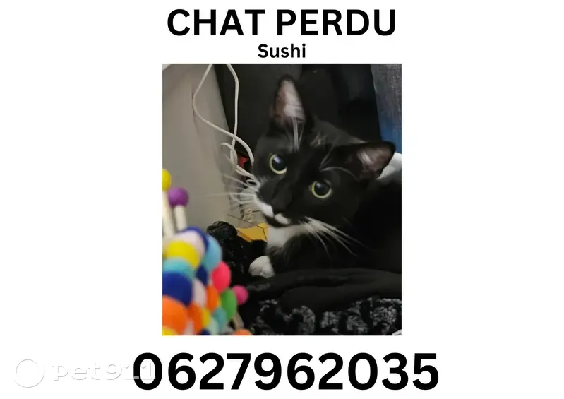 Chat perdu à Talensac, Nantes - photo