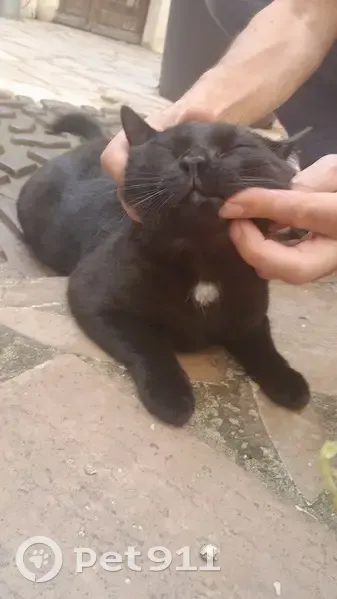Chaton noir trouvé, Paris 10 - photo