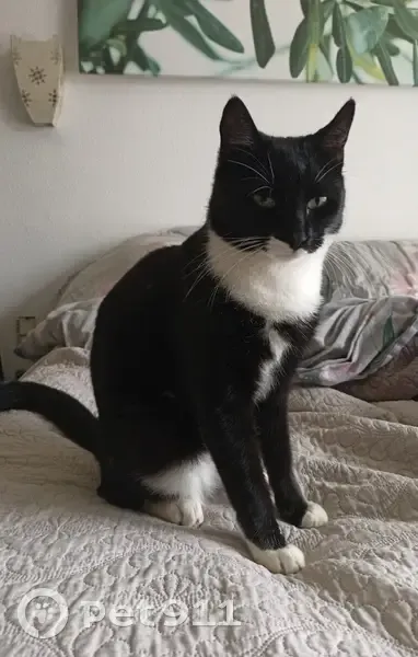 Chat noir/blanc perdu - Béziers - photo