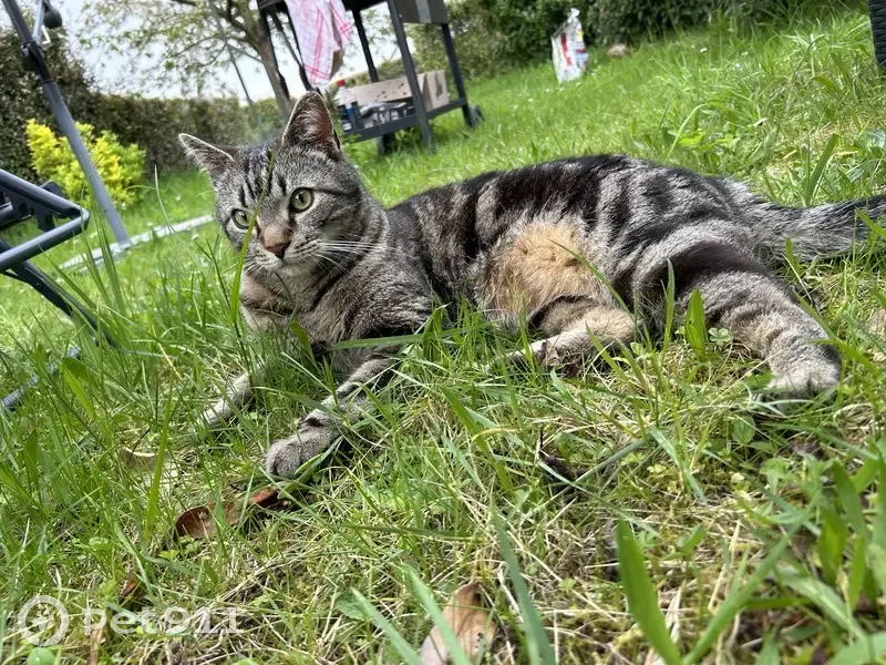 Chat Smooky gris-noir perdu - photo