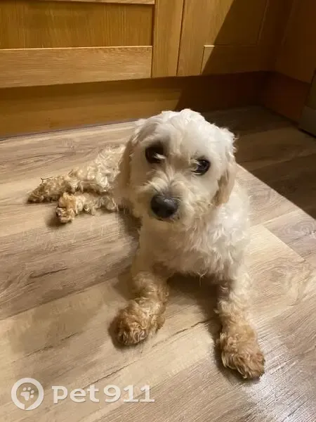 Trouvé: Bichon mâle, Laval-Pradel - photo
