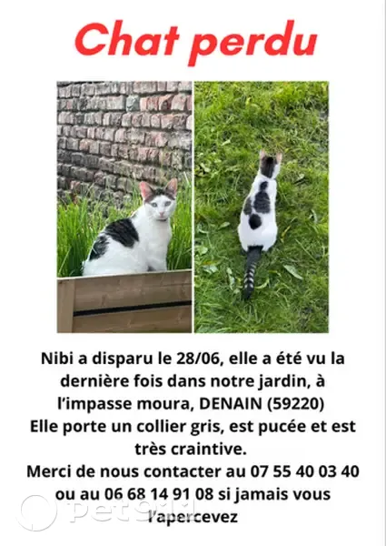 Chat tigré blanc disparu à Denain - photo