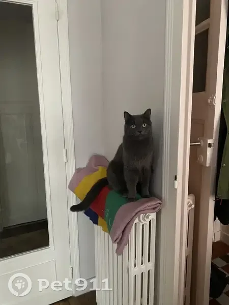 Chat Maurice gris disparu - photo
