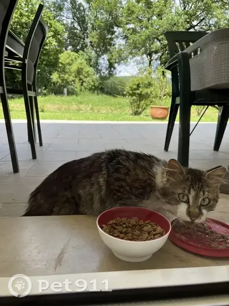 Chat errant maigre à Runhac Bas - photo