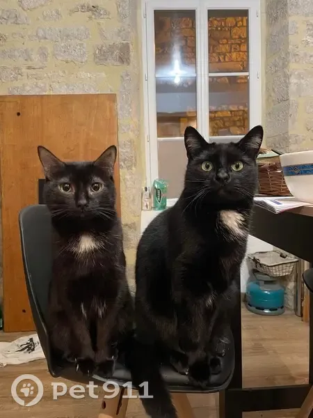 Disparition de Nello le chat - photo
