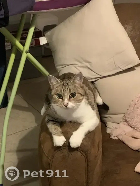 Chatte tigrée disparue à Aix-en-Ergny - photo