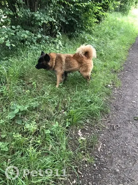Eurasier feu perdu, collier rouge - photo