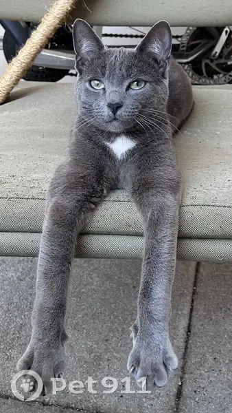 Chat gris mince perdu, tache losange - photo