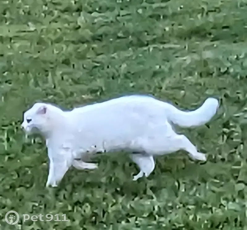 Chatte blanche disparue à Fayence - photo