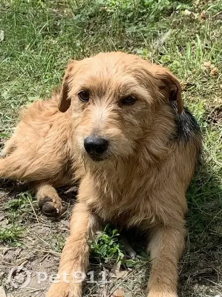 Chien maigre trouvé à Saint-Genouph - photo
