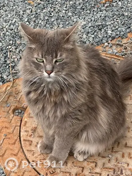 Chat mi-long perdu à Talence - photo