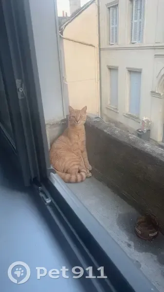 Chat roux nommé Poppy perdu - photo