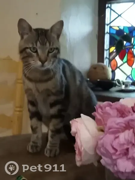 Chat gris rayé disparu au Fel - photo