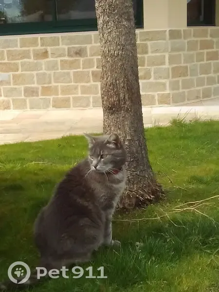 Chatte grise/tigrée blessée disparue - photo