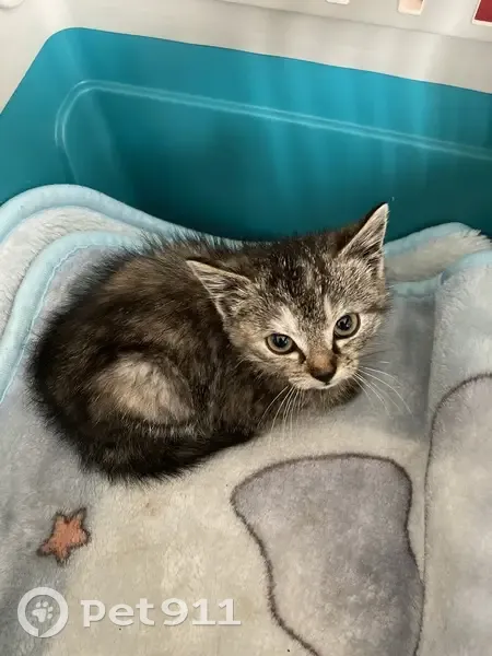 Chaton trouvé à Maslives - photo