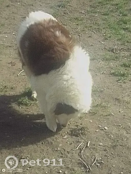 Chienne berger fugue à Lamenay - photo