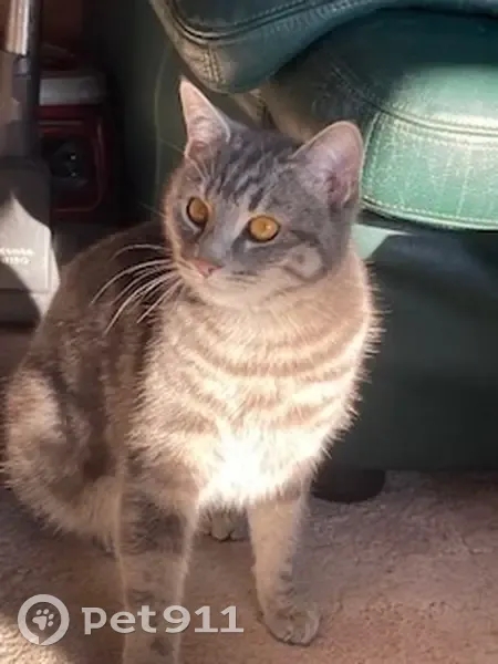 Chat gris tigré perdu à Nibelle - photo