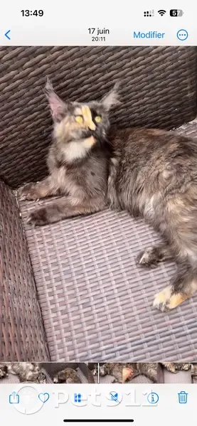Chat disparu à Drancy: ULya - photo
