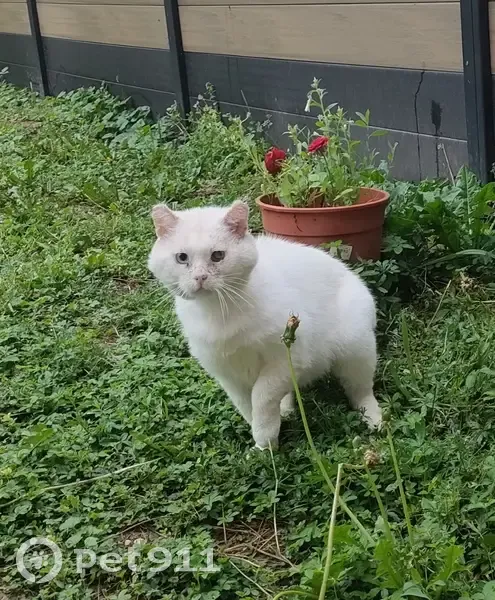 Chat blanc blessé trouvé à Varangéville - photo