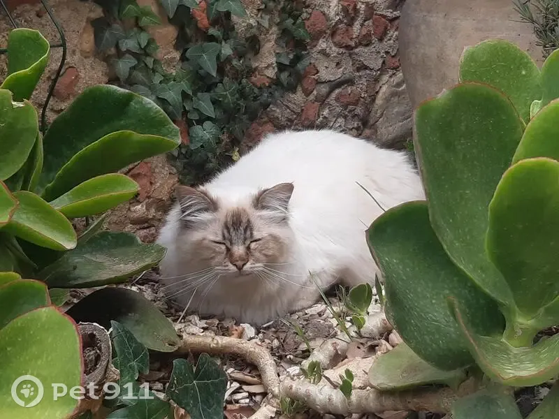 Chat sacré de Birmanie perdu - photo