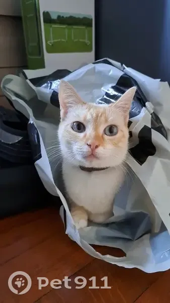 Chat blanc/roux perdu à Limoges - photo
