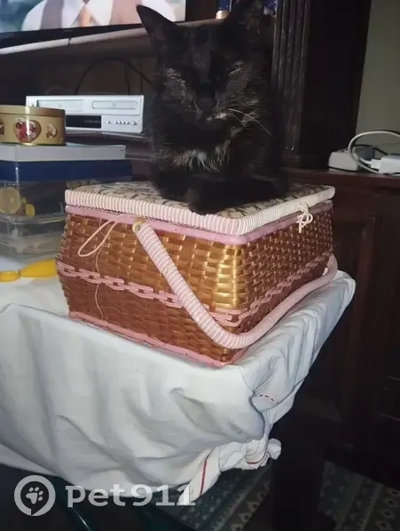 Krockmou, chat écaillé, perdu - photo