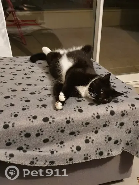Chatte bicolore perdue à Bressolles - photo