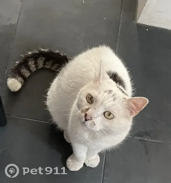 Chat blanc tacheté perdu à Asnières - photo