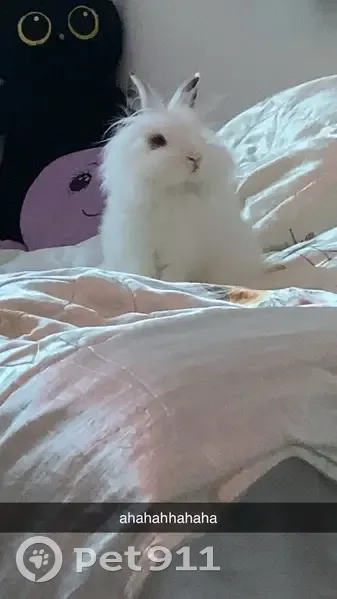 Chat disparu