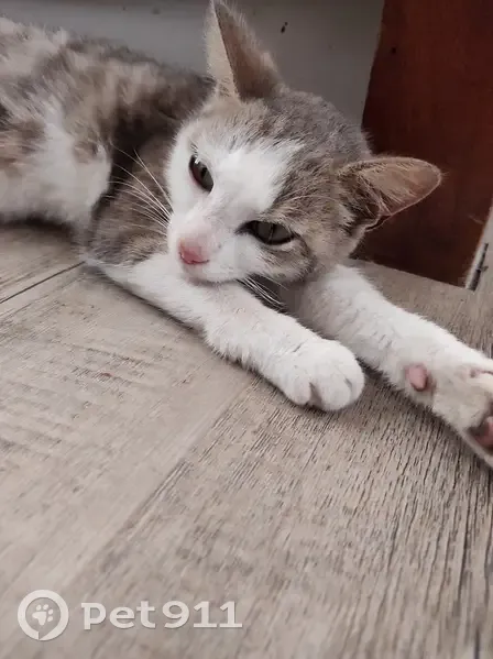 Chatte grise et blanche perdue à Pipriac - photo