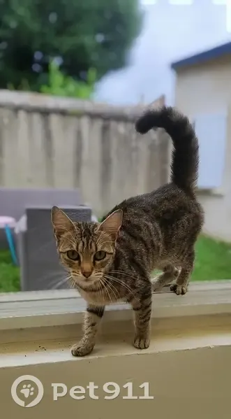 Chatte tigrée trouvée à Nogent - photo