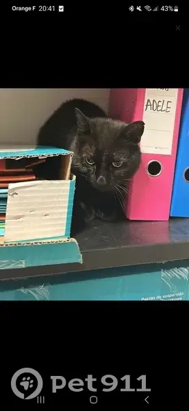 Chat noir trouvé, Bailleul 575 - photo