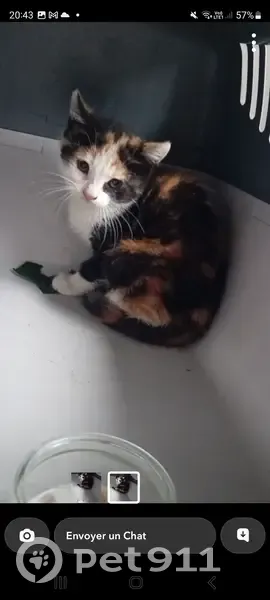 Chaton écaille de tortue trouvé - photo